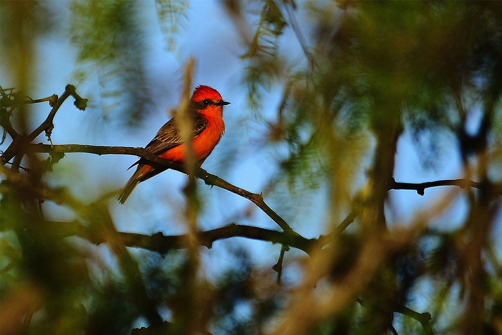 La Reserva de Biósfera Ñacuñán Un paraíso para los amantes de las aves