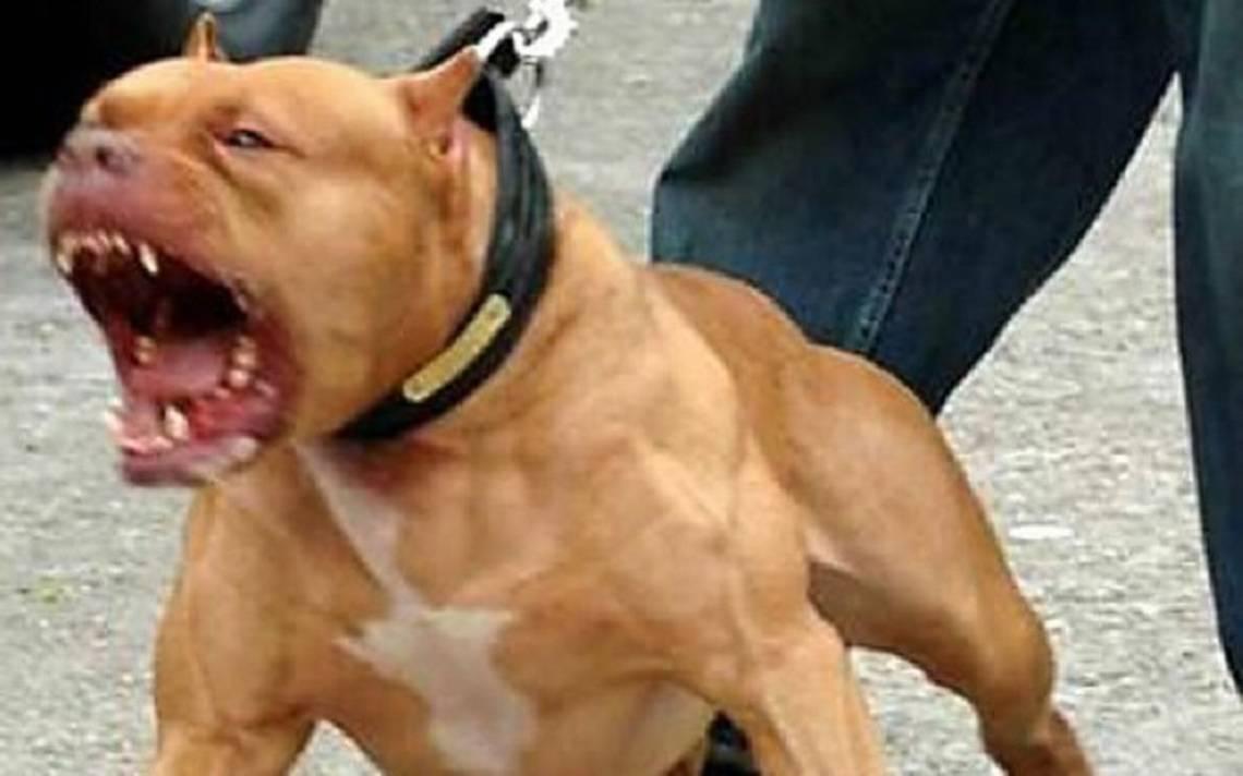 pitbull ataca