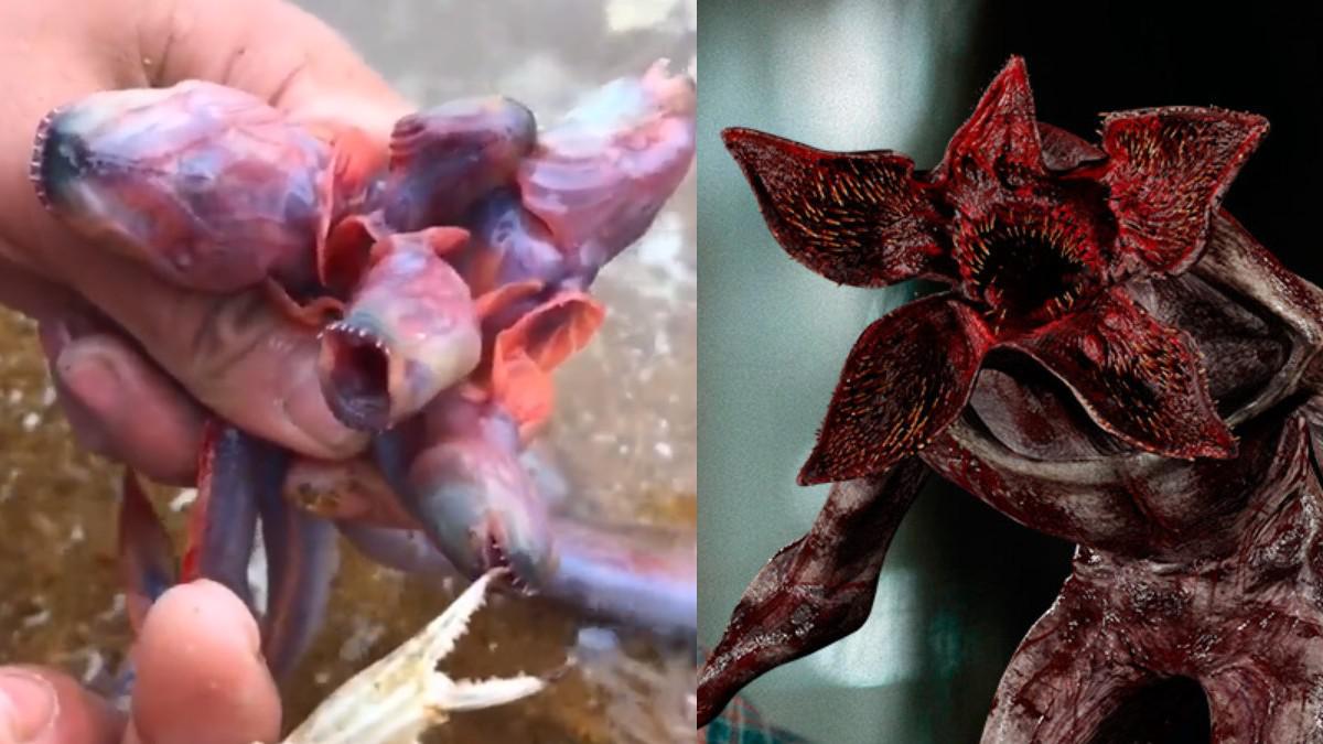 demogorgon-171213