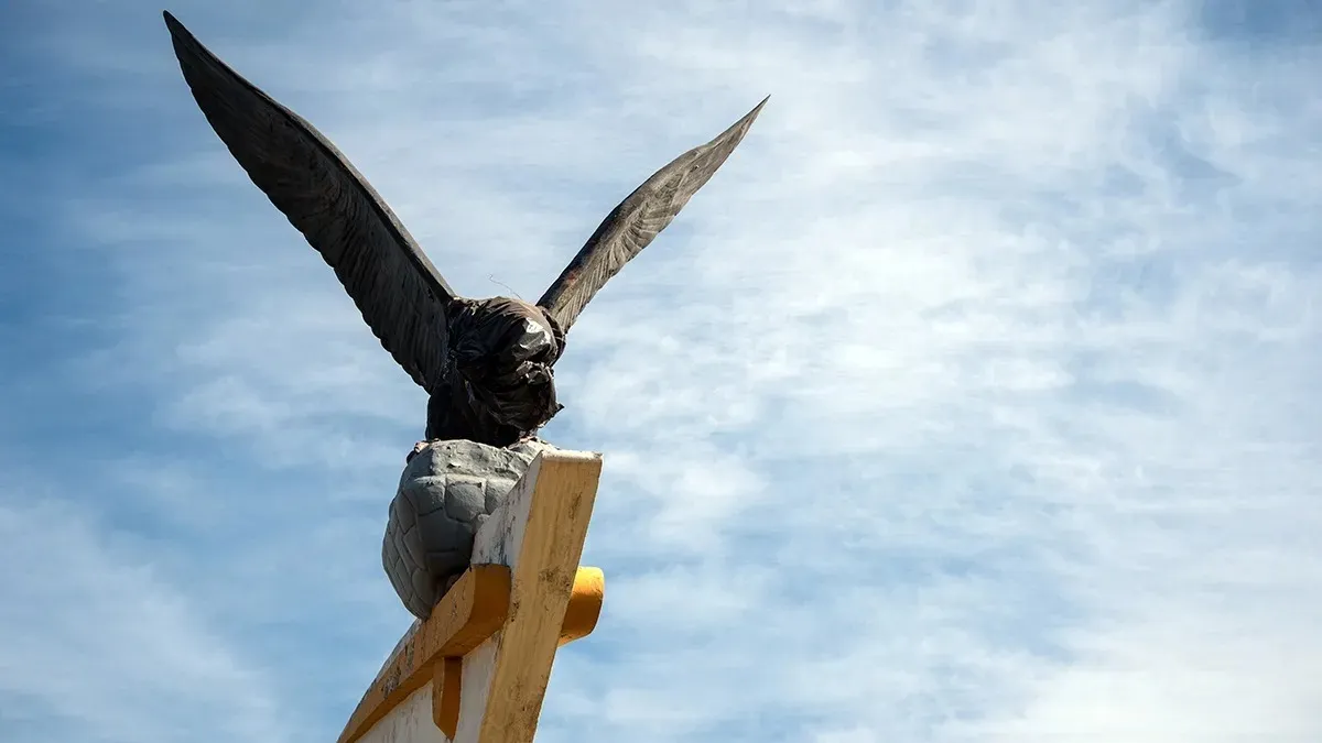 condor-del-acceso-bolsa-negrajpg