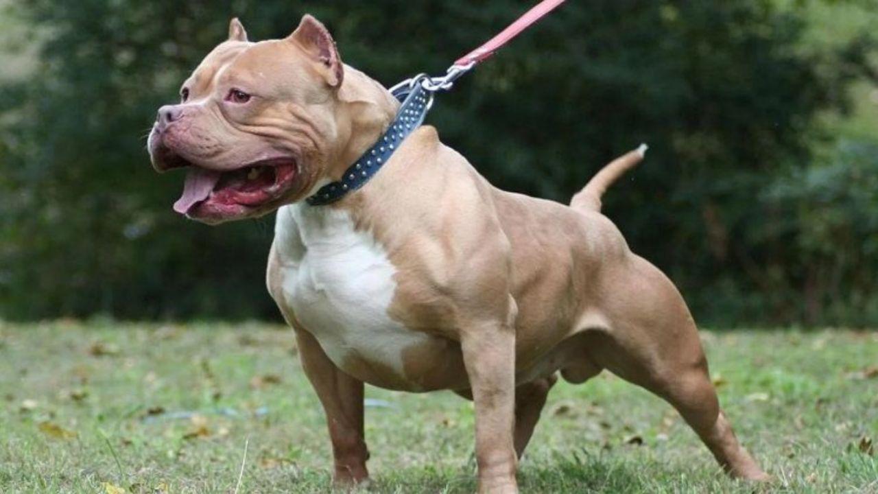 pitbull-perro-06062019-725553