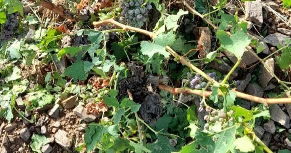 hojas-y-granos-afectados-en-vinas-del-paraje-de-el-val