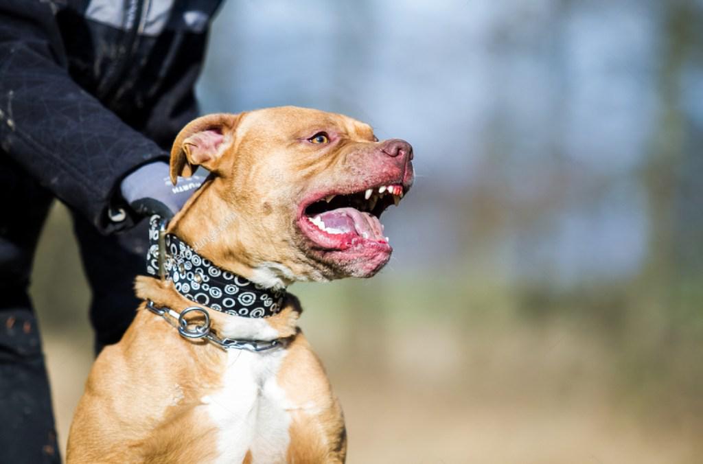 stock-photo-agressive-pitbull-terrier-1293582499